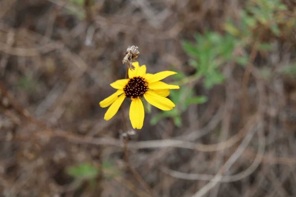 Encelia californica