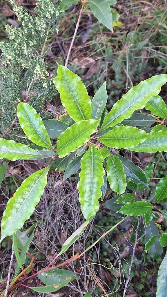 Pittosporum Undulatum