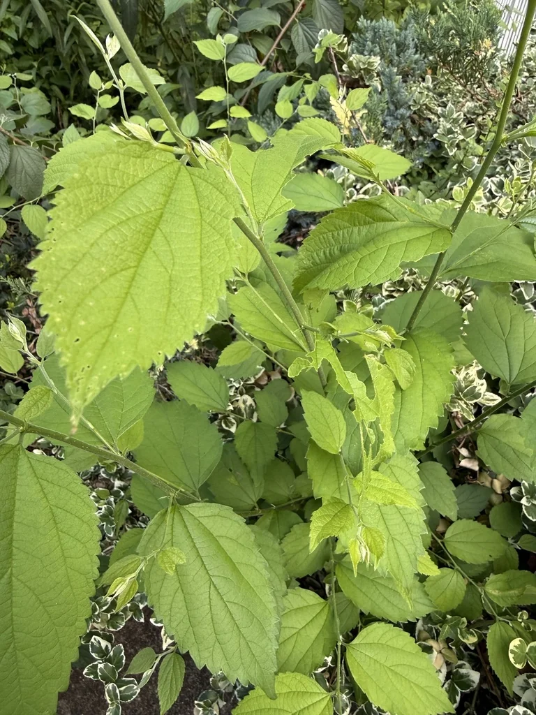 Celtis Occidentalis