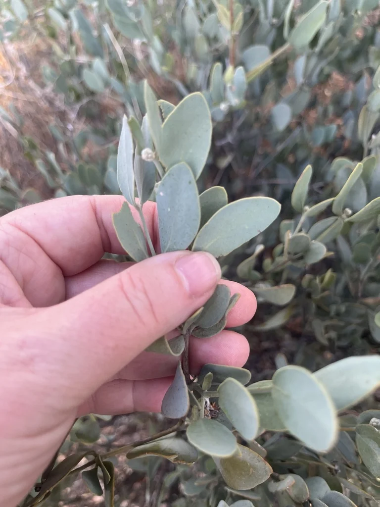Simmondsia Chinensis