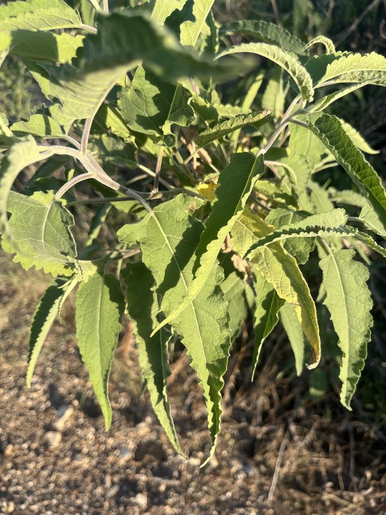 Ambrosia Ambrosioides
