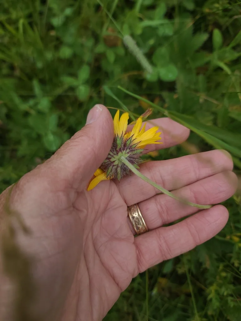 Gaillardia Aristata