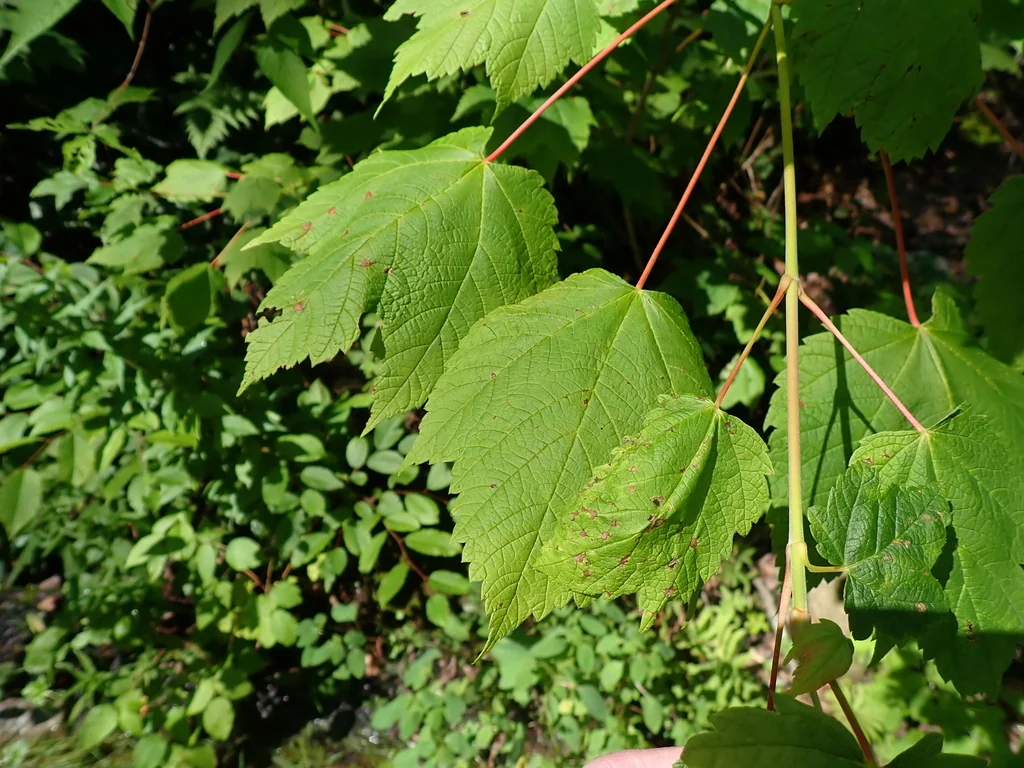 Acer Spicatum