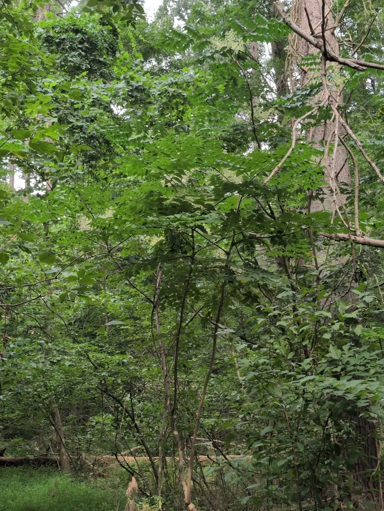 Aralia Elata