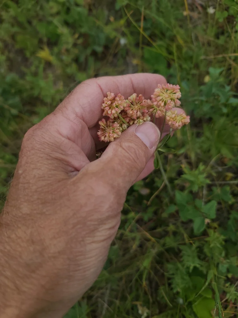 Eriogonum Umbellatum