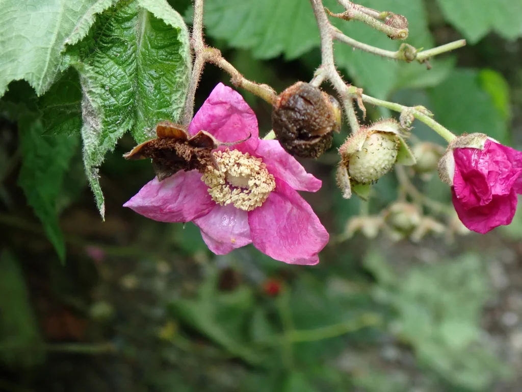 Rubus Odoratus