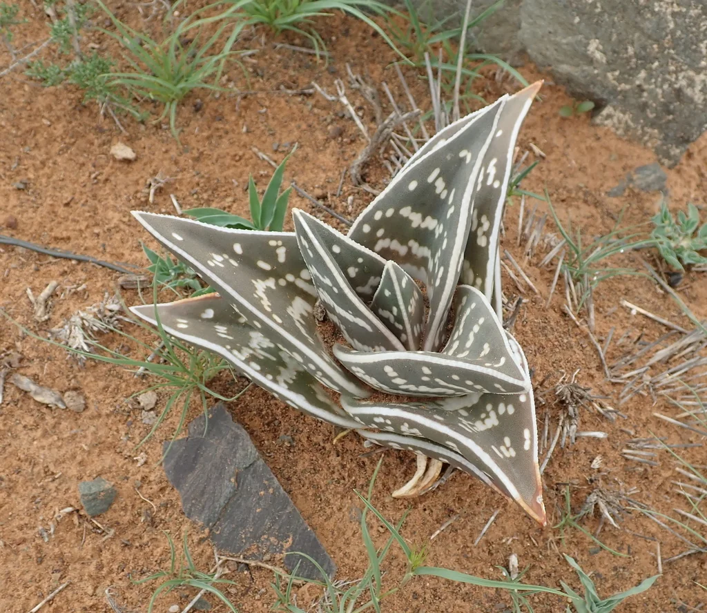 Aloe Variegata