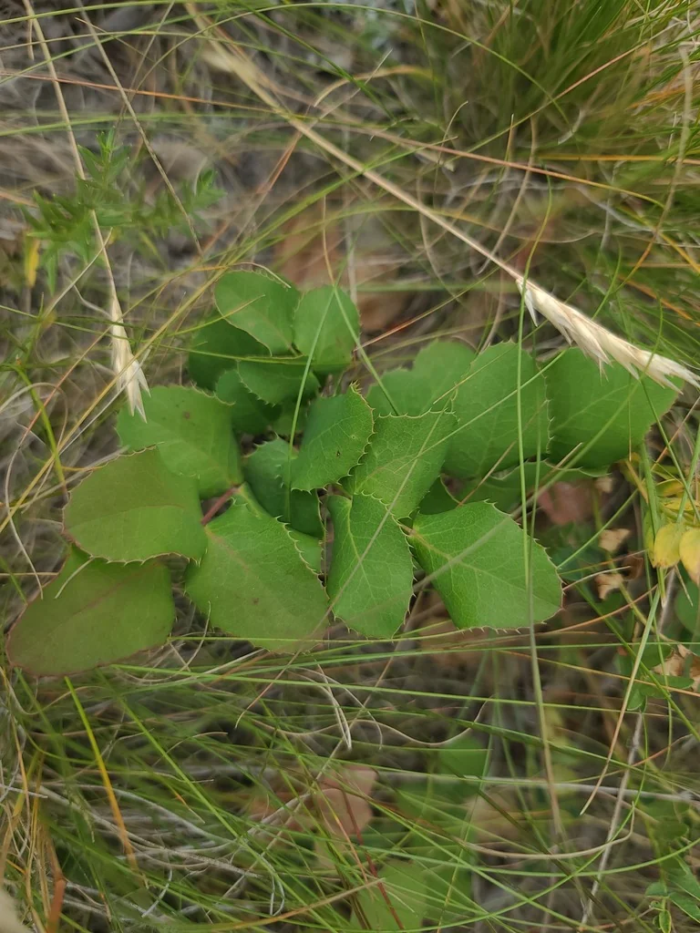 Mahonia Repens