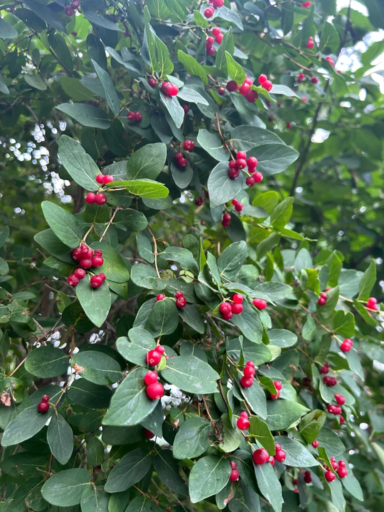 Lonicera Tatarica