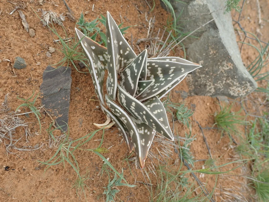 Aloe Variegata
