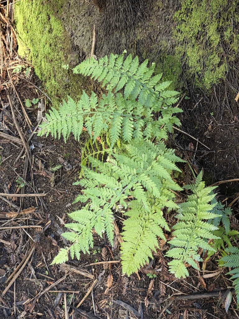 Asplenium Bulbiferum