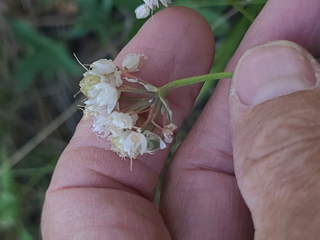 Allium Cernuum