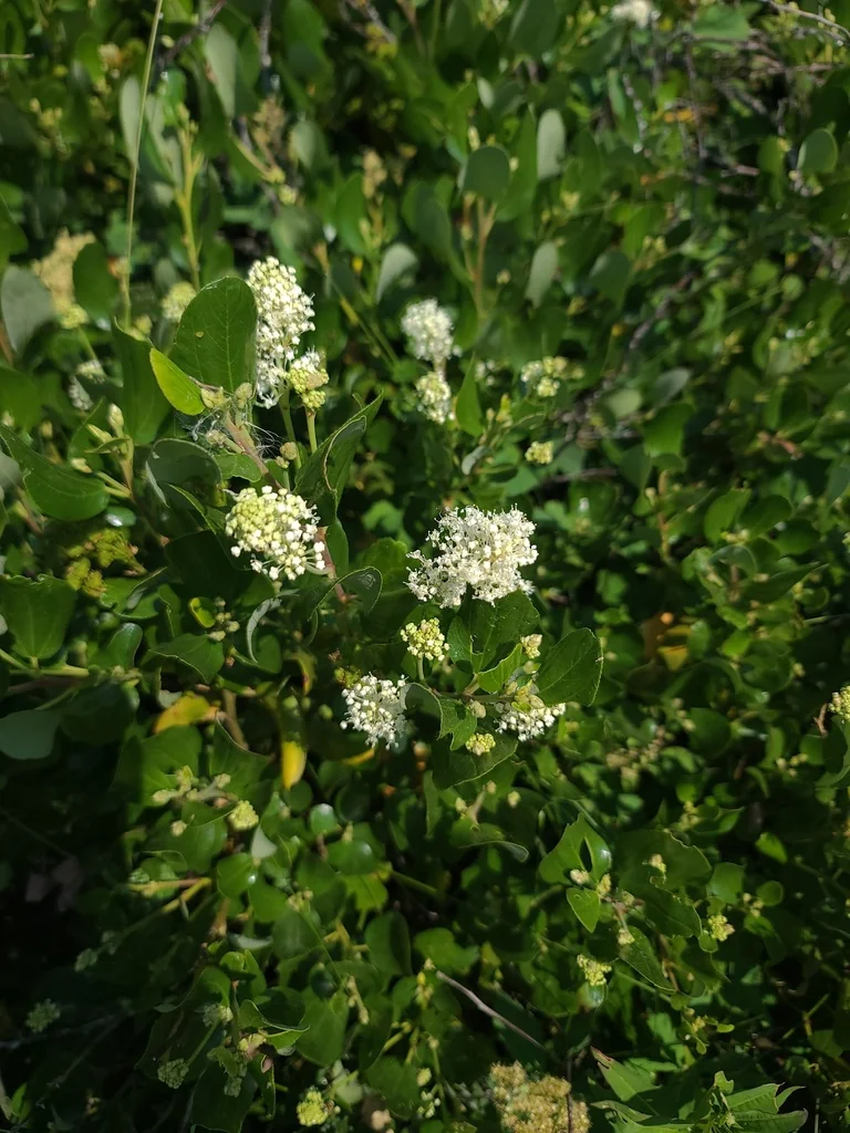 Ceanothus Velutinus