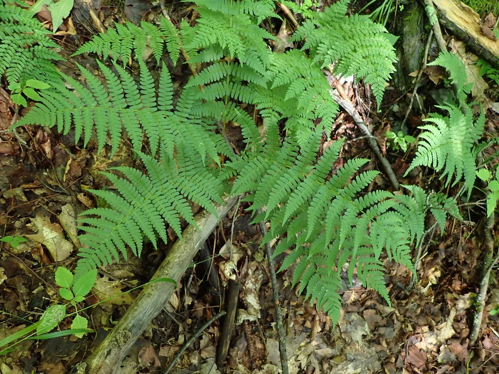 Dryopteris Marginalis