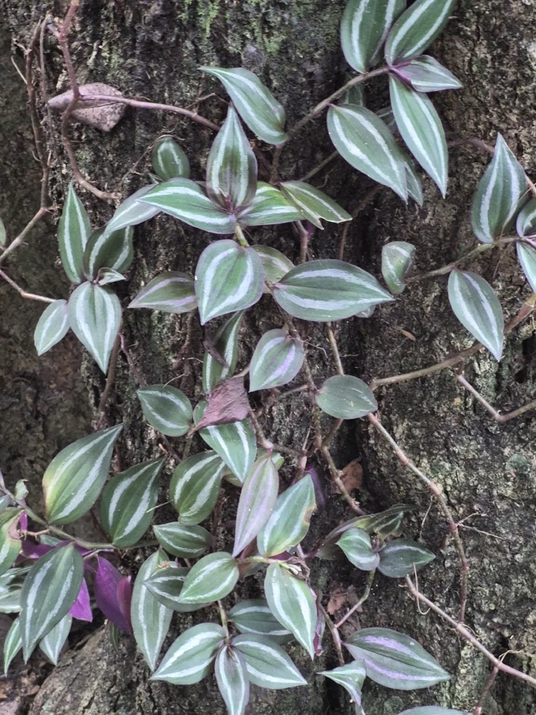 Tradescantia Zebrina