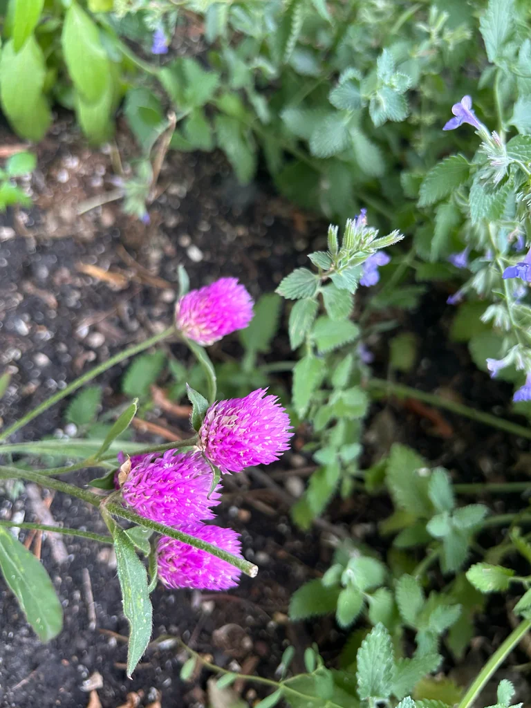 Gomphrena Globosa
