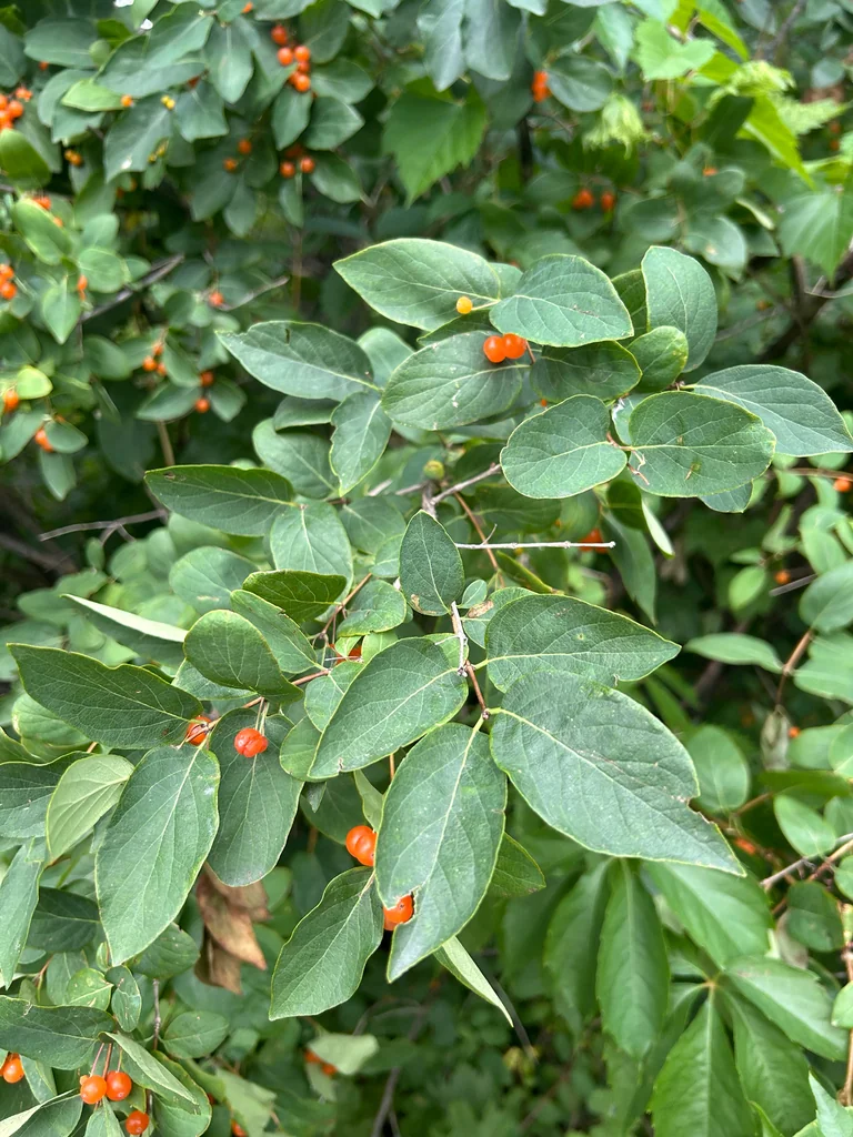 Lonicera Tatarica