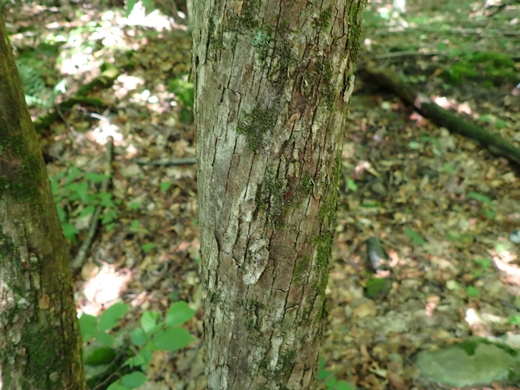 Ostrya Virginiana