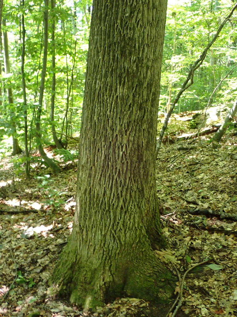Fraxinus Americana