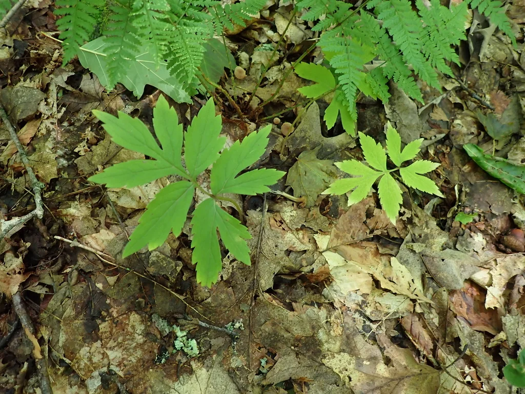 Hydrophyllum Virginianum
