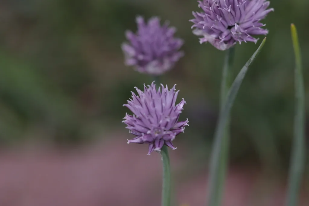 Allium Schoenoprasum