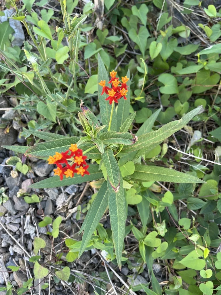 Asclepias Curassavica