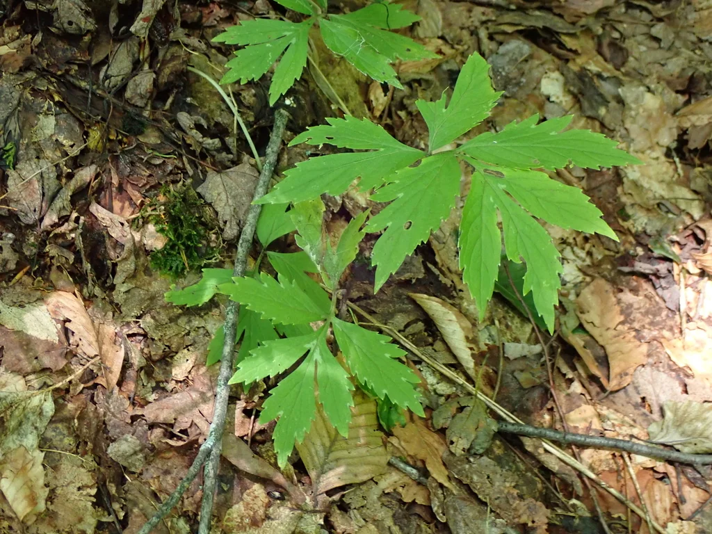 Hydrophyllum Virginianum