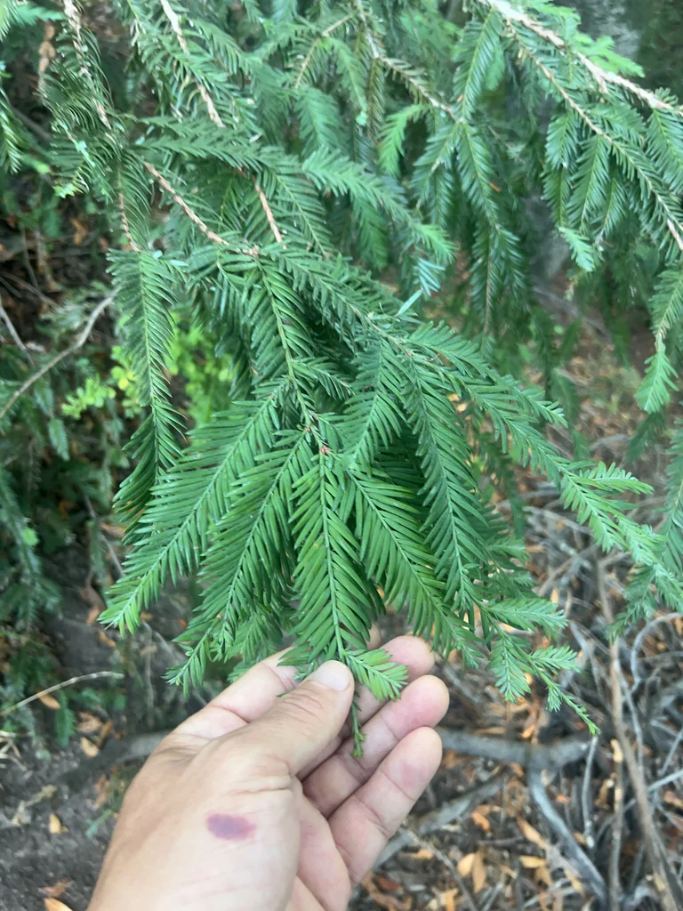Sequoia sempervirens