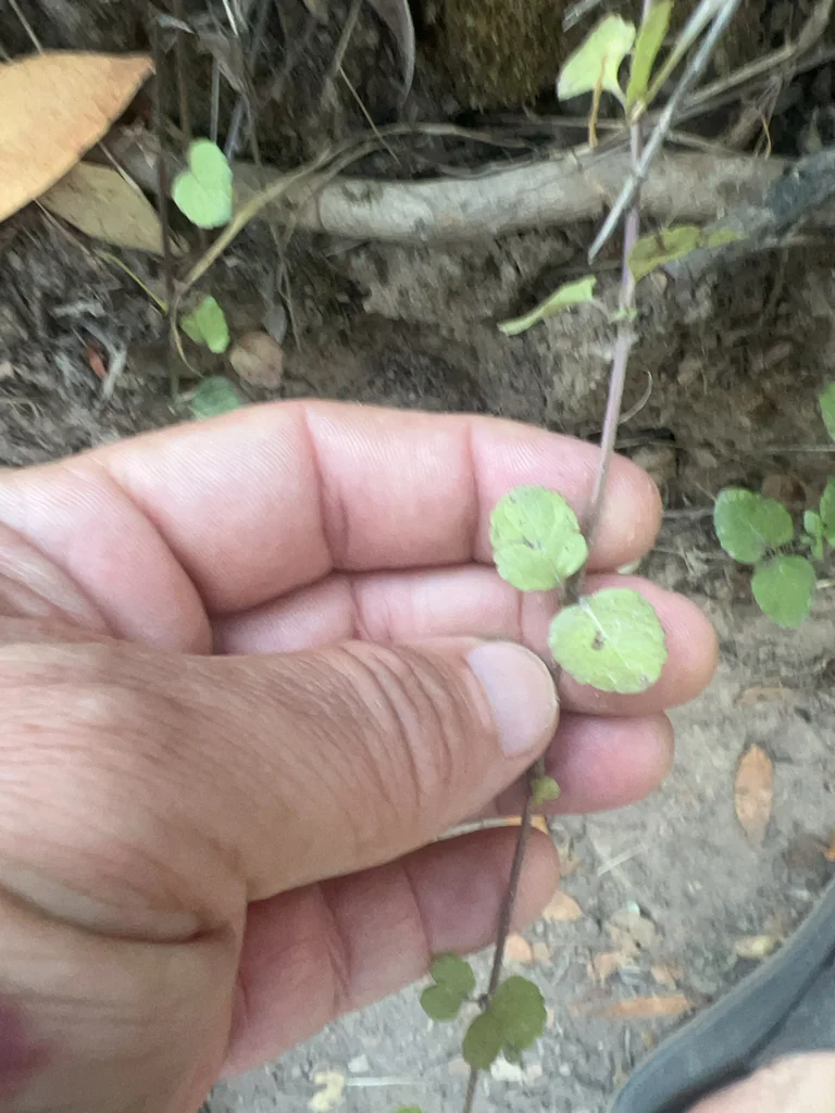 Satureja Douglasii