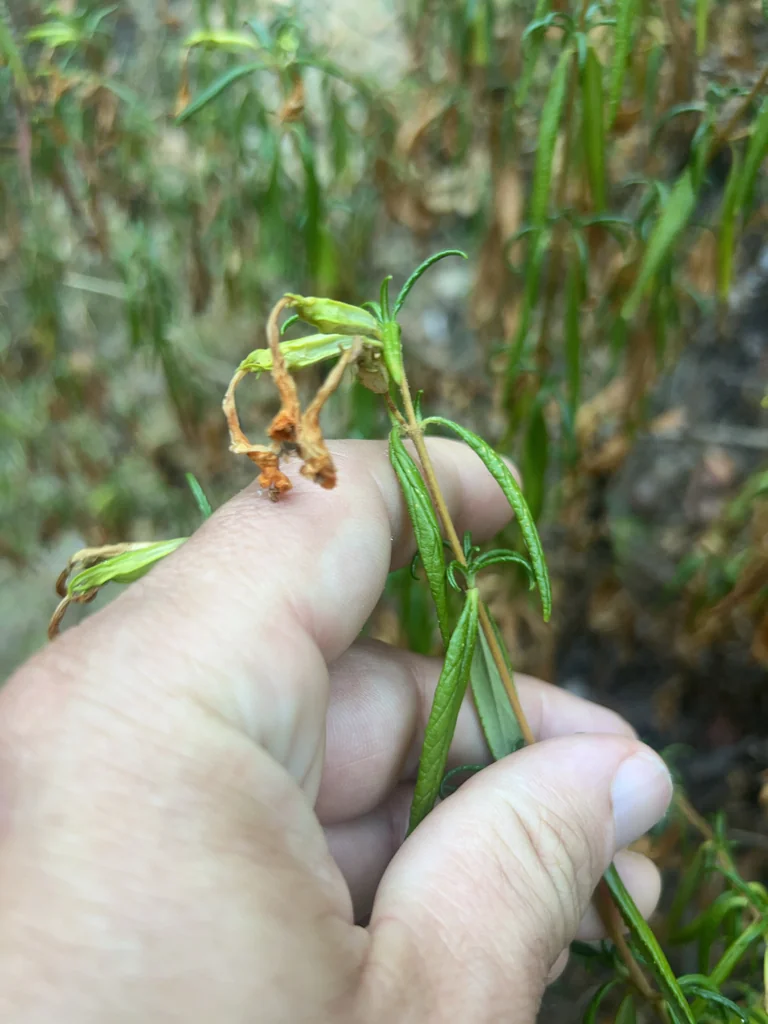 Mimulus Aurantiacus