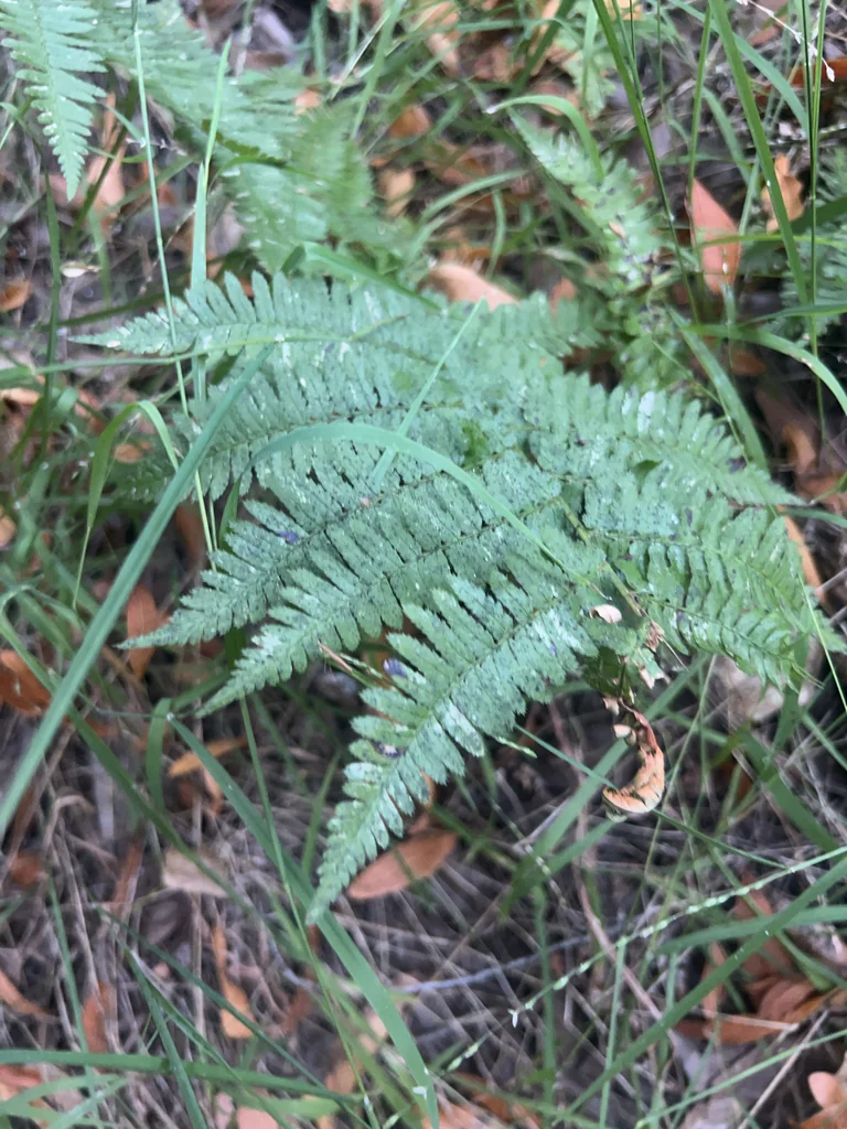 Dryopteris arguta