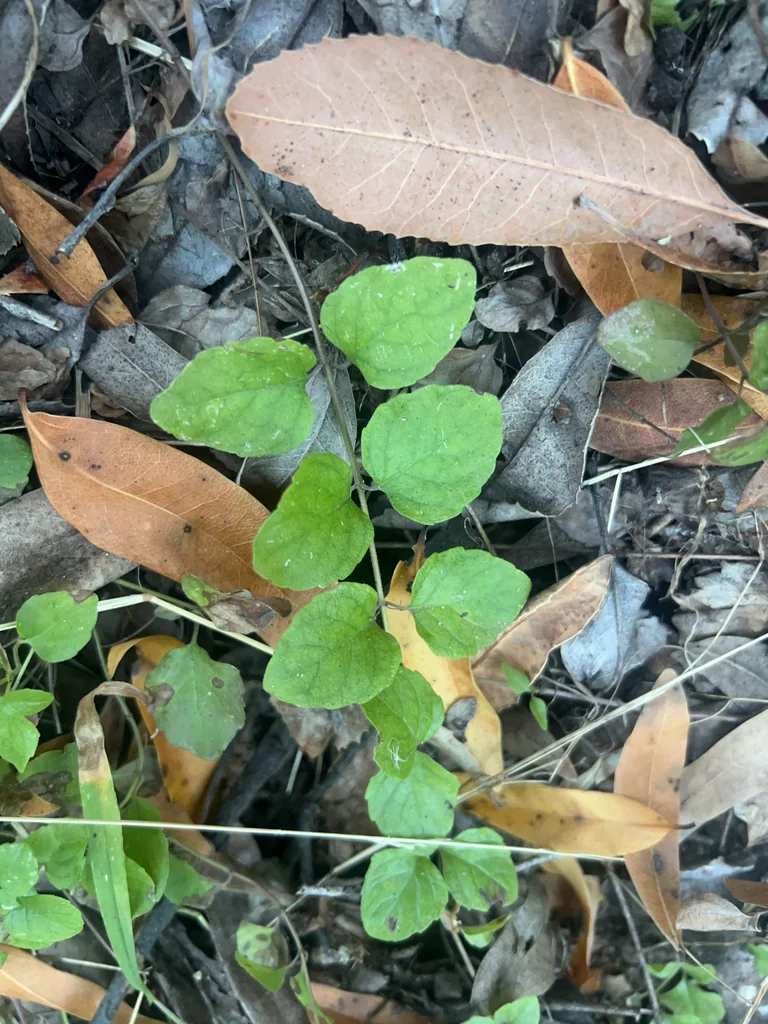 Satureja Douglasii