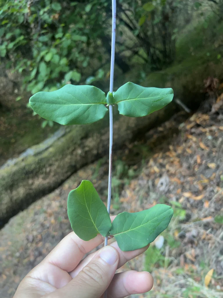 Lonicera Hispidula