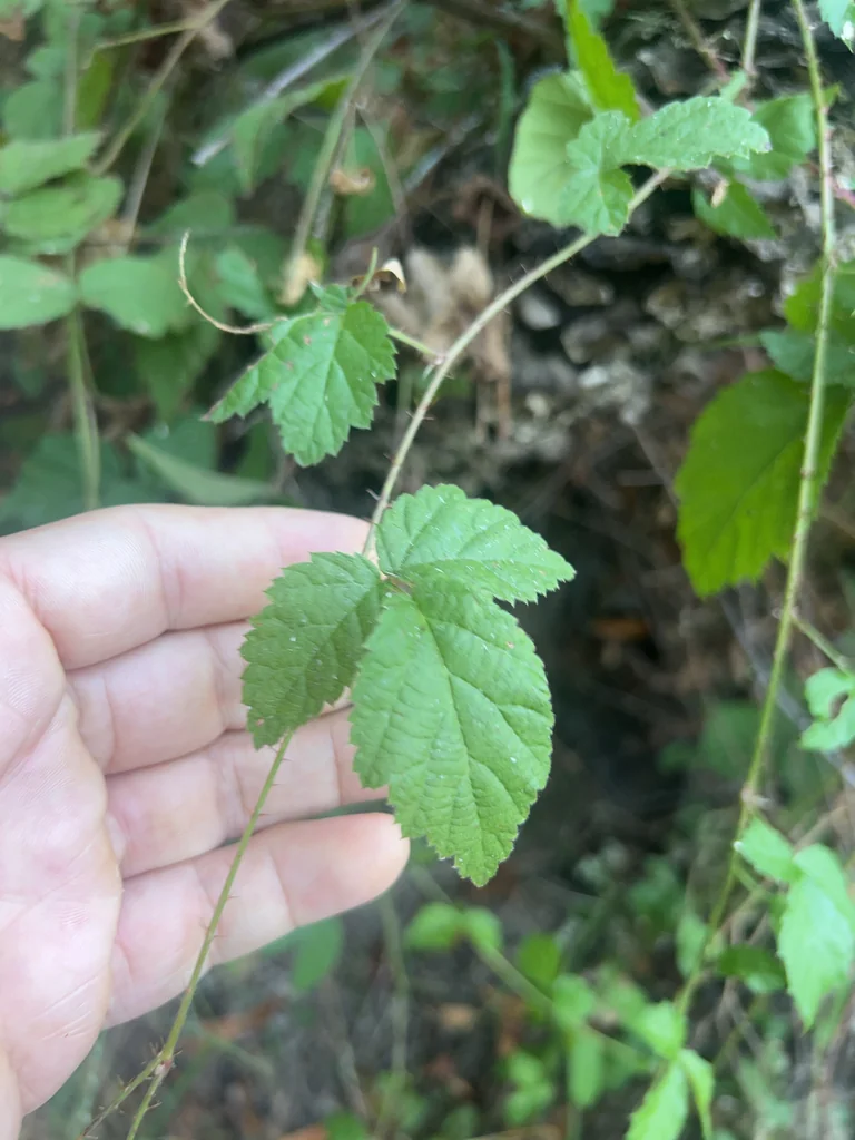 Rubus Ursinus