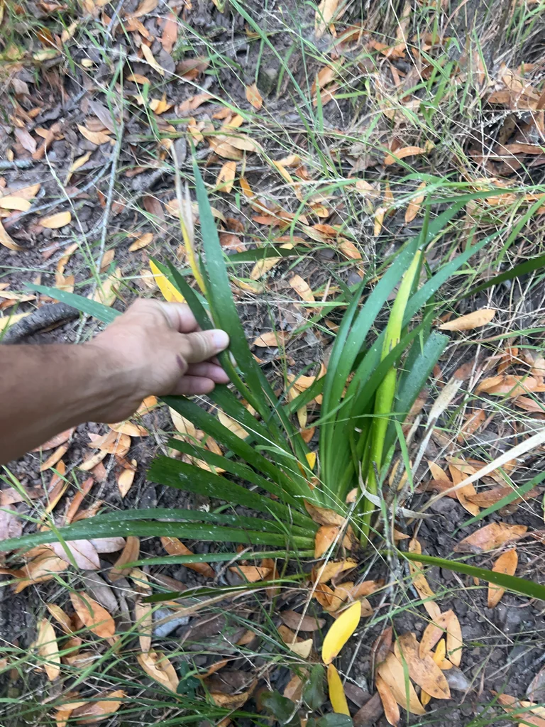 Iris Foetidissima