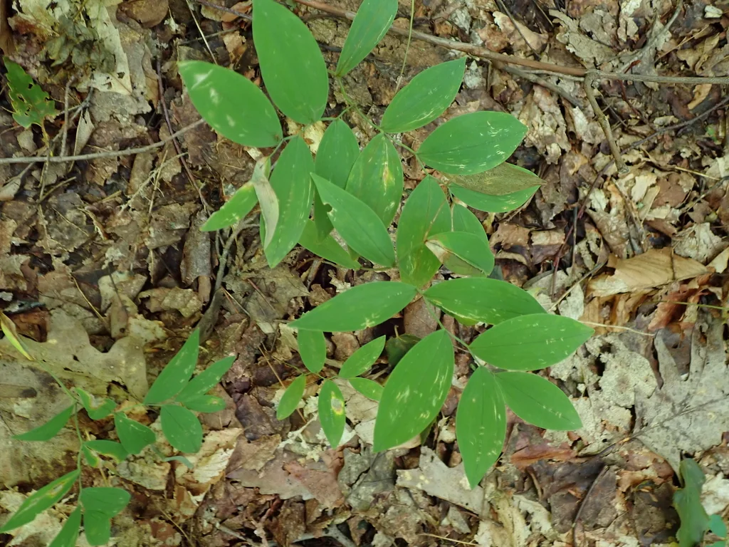 Uvularia Sessilifolia