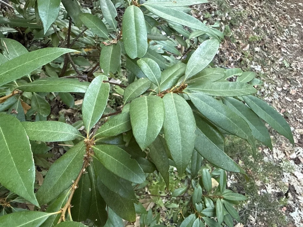 Chrysolepis Chrysophylla