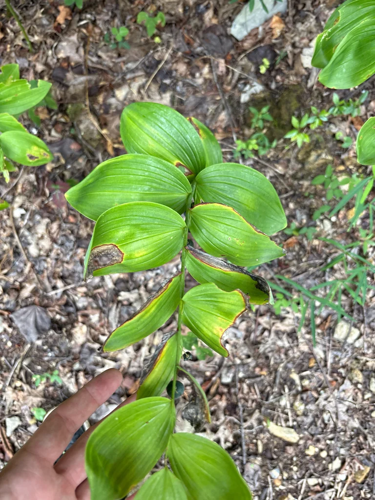 Polygonatum Biflorum
