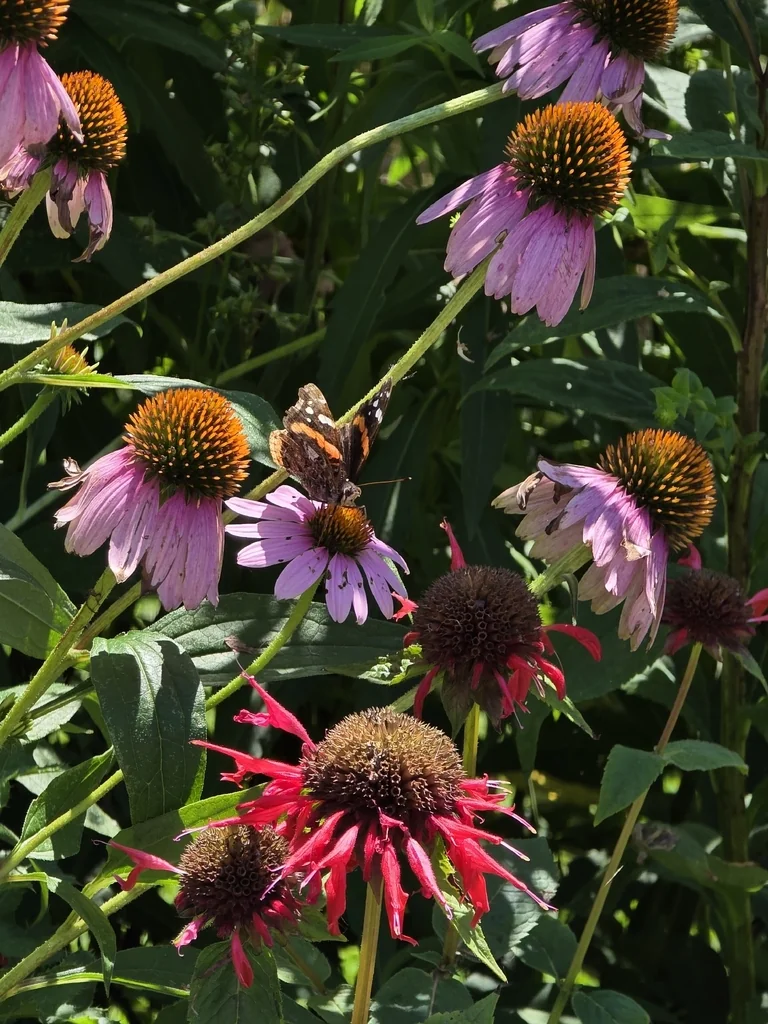 Echinacea Purpurea