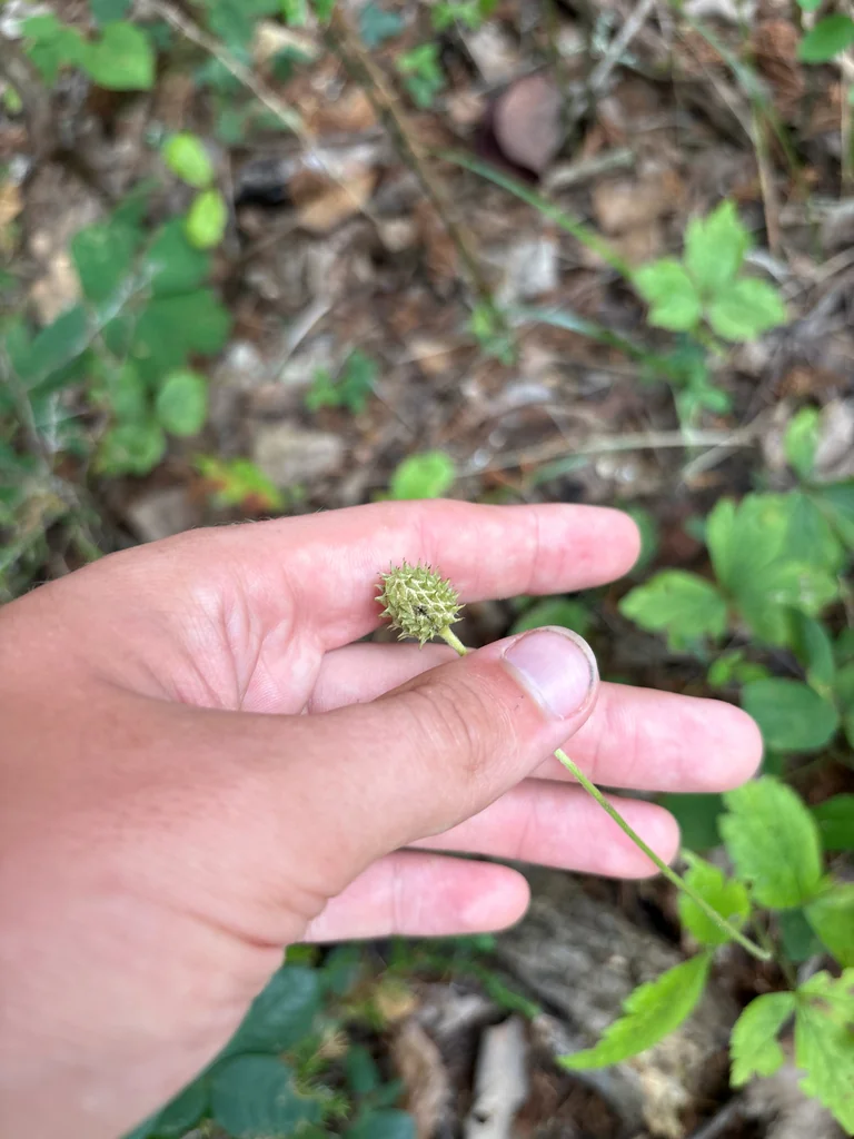Anemone Virginiana