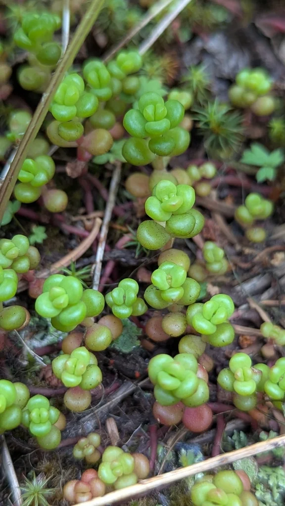 Sedum Divergens