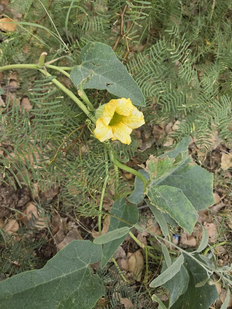 Cucurbita Foetidissima