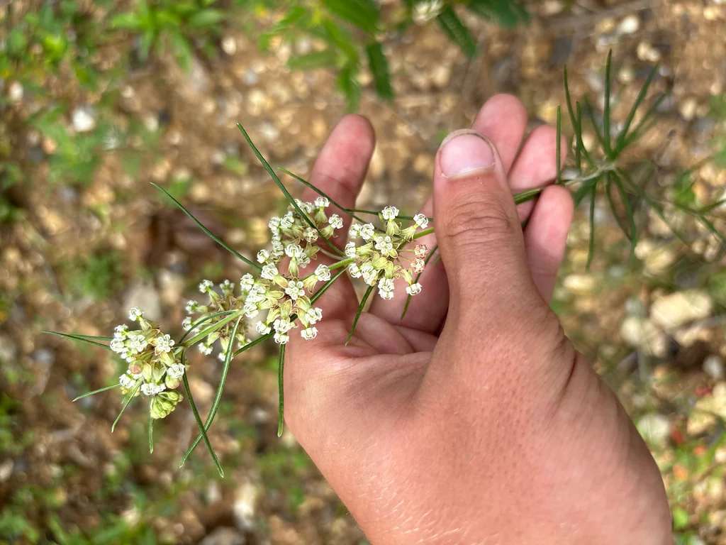 Asclepias Verticillata