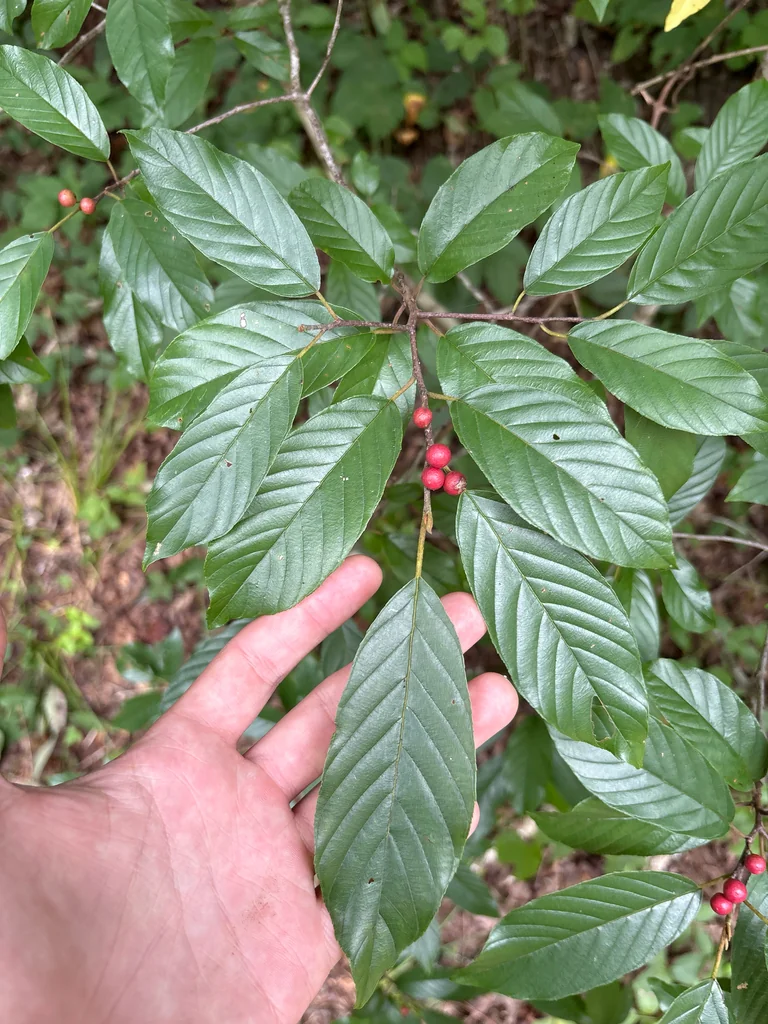 Rhamnus Caroliniana