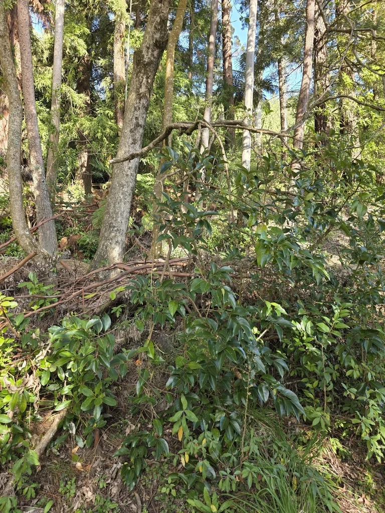 Ligustrum Lucidum