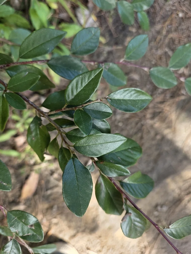 Cotoneaster Glaucophyllus