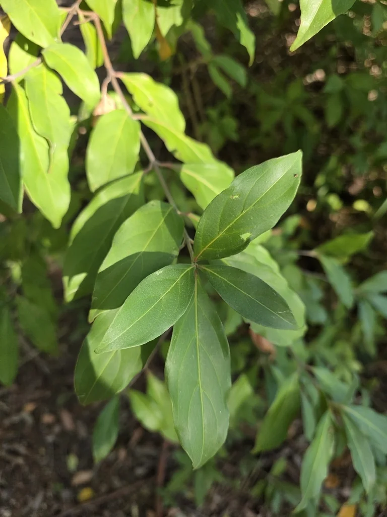 Cornus Capitata