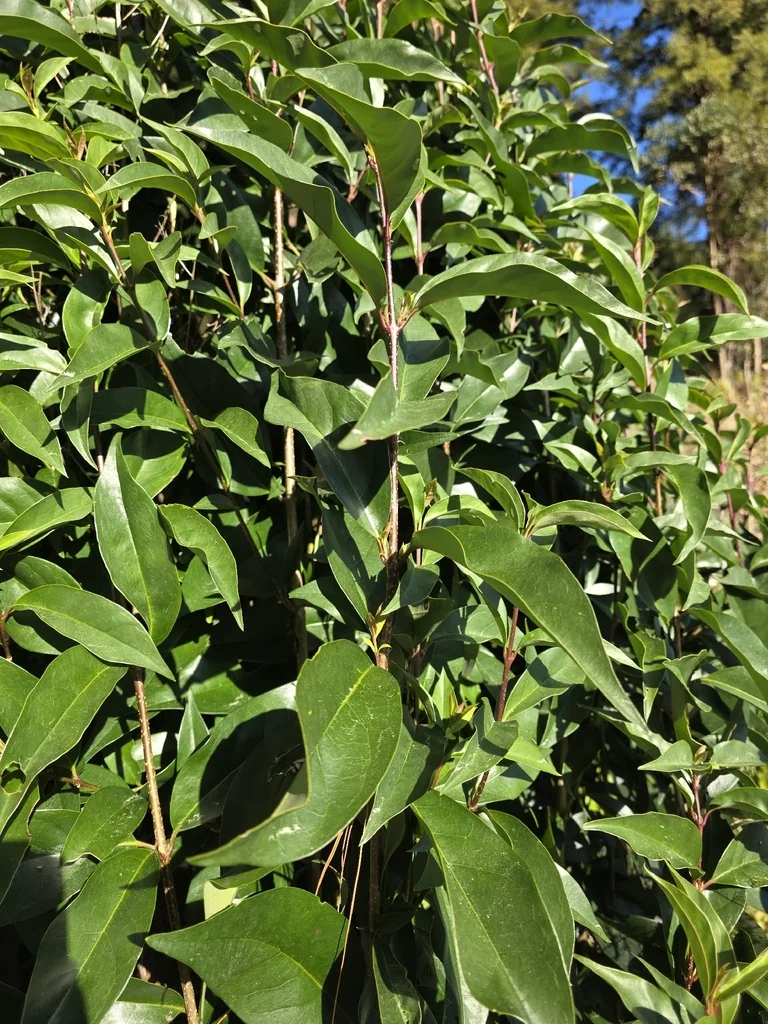 Prunus Lusitanica