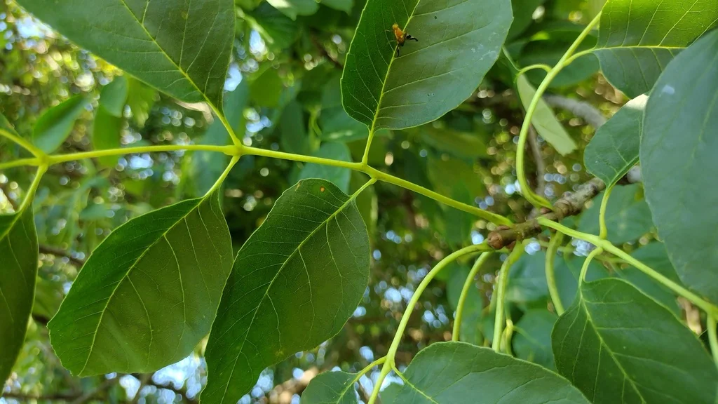 Fraxinus Americana