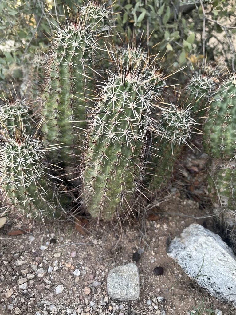 Echinocereus Fasciculatus